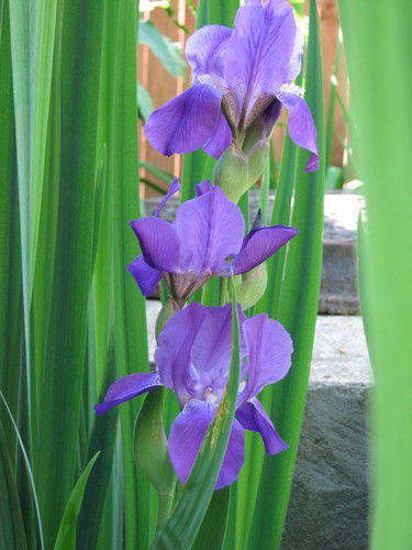 Людмила Гурьева