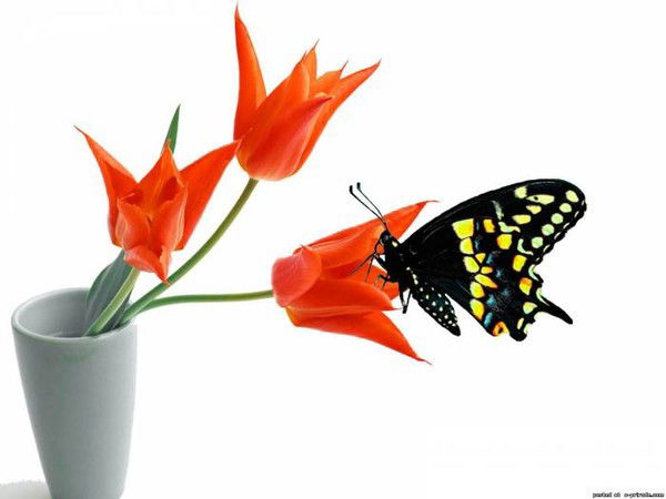 Анара Абдуваитова