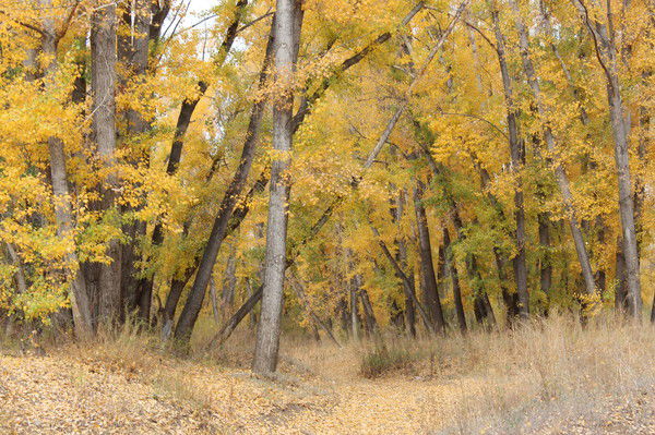 Елена Панферова