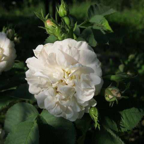 Светлана Хлюпина