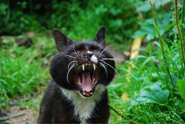 Василий Петров