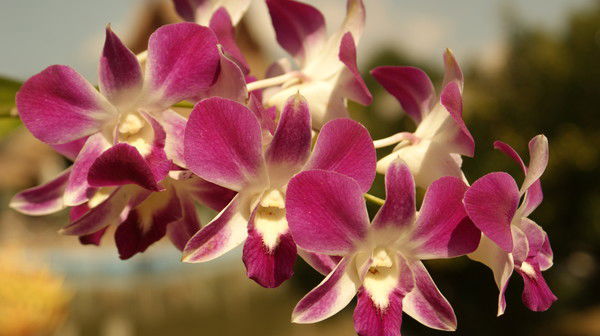 Юлия Шестакова