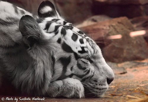 Александр Сущек