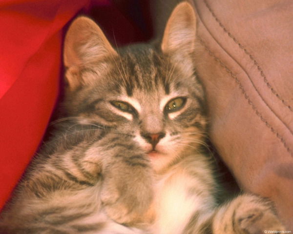 Павлуха Mail.ru