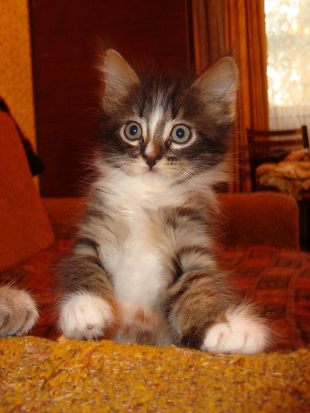 Сергей Белоногов