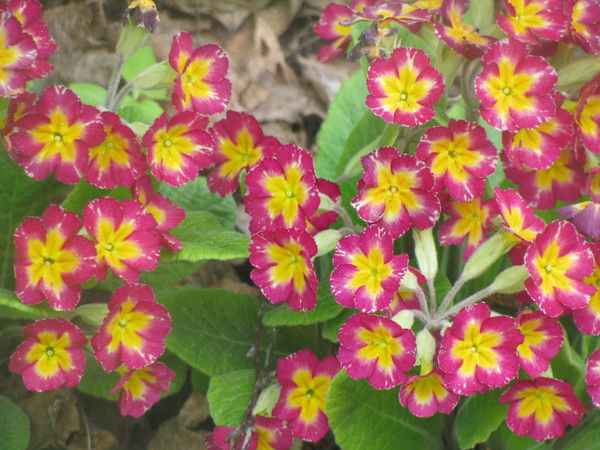 Елена Фокина