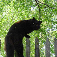 Альберт Сафин