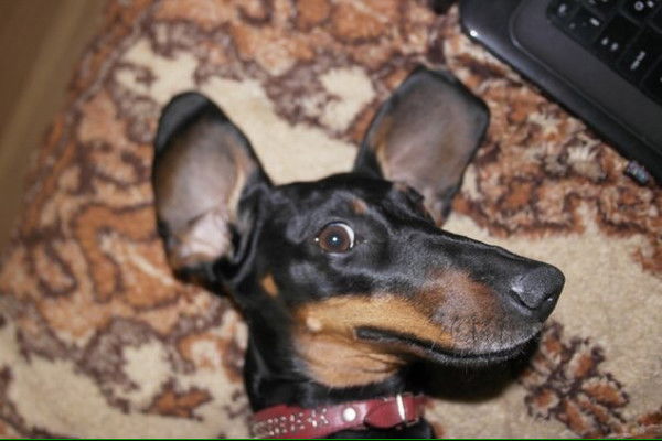 Юлия Соболева