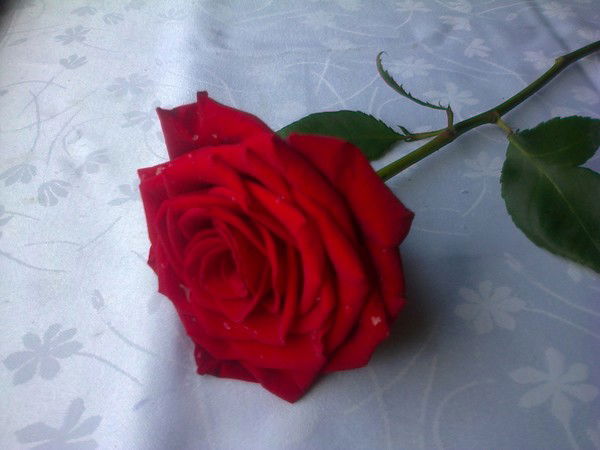 Наталья Врубель