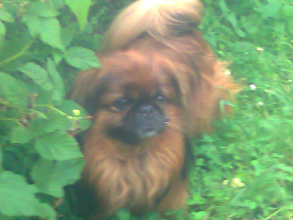 Елена Жолудь