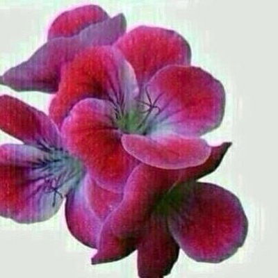 Гулия Сибгатуллина