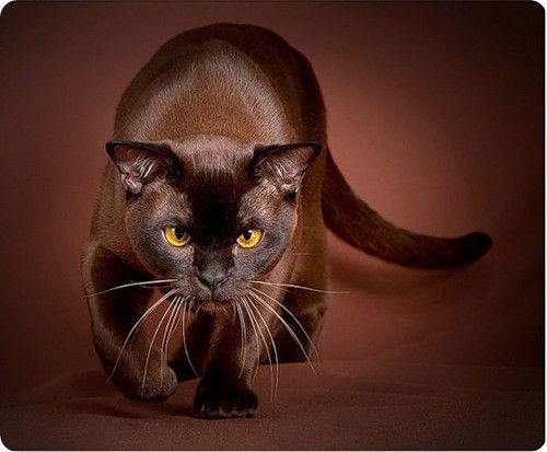 Владимир Акимов