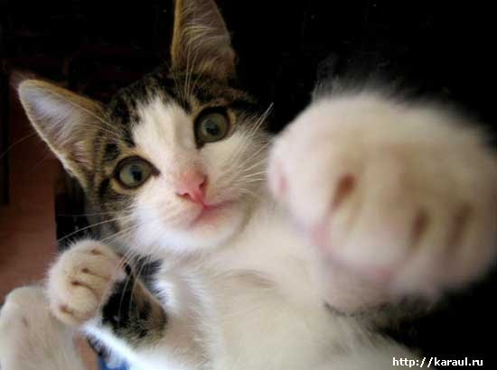 Андрей Лямин