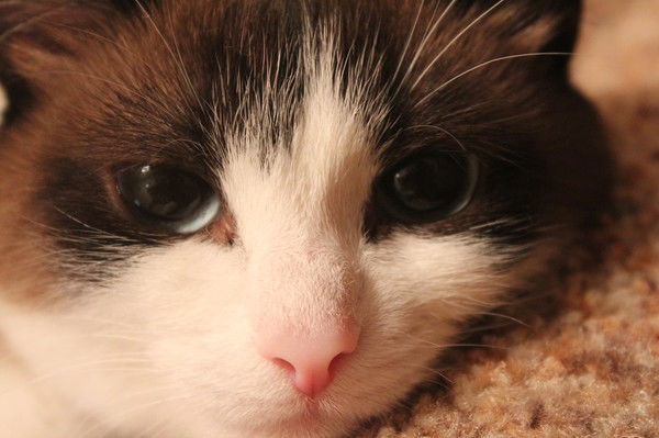 Виктория Чернышенко