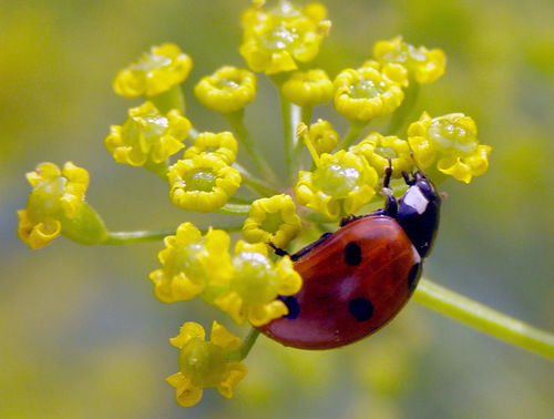 Елена Полоскова