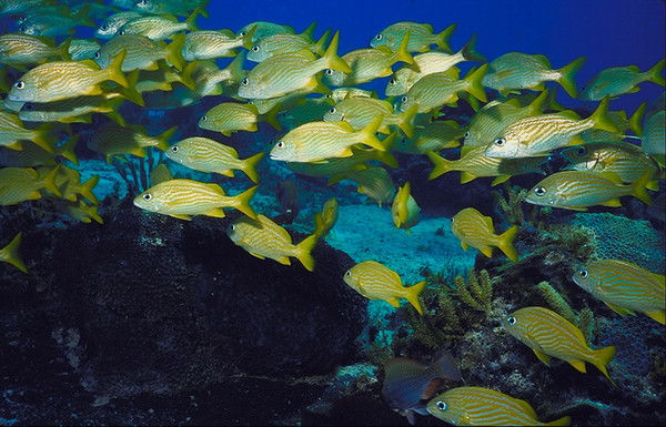 Андрей Макуха