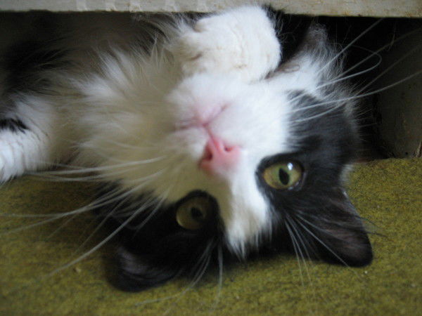 Таня Автамонова