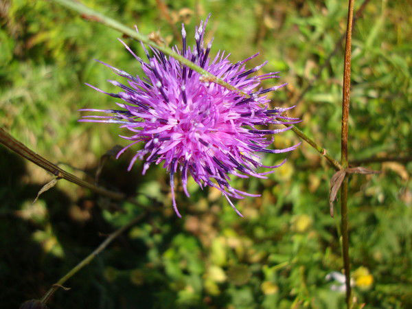 Юлия Павловна