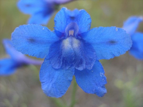 Ольга Маколова