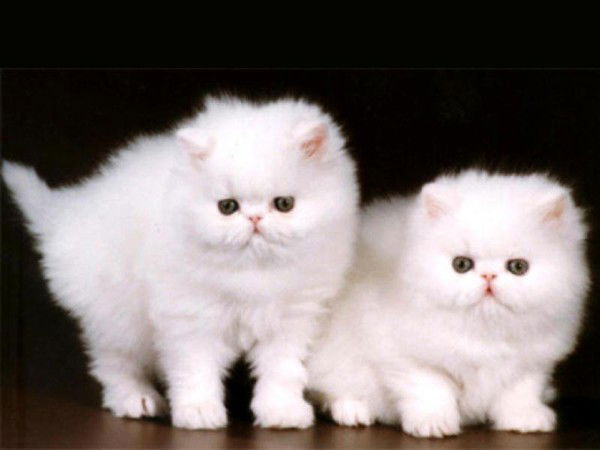 Мария Хамитова