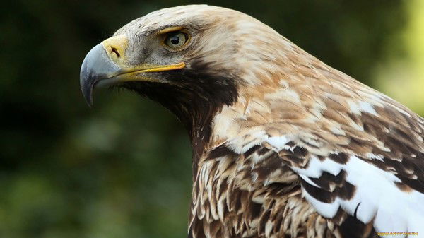 Никита Турок