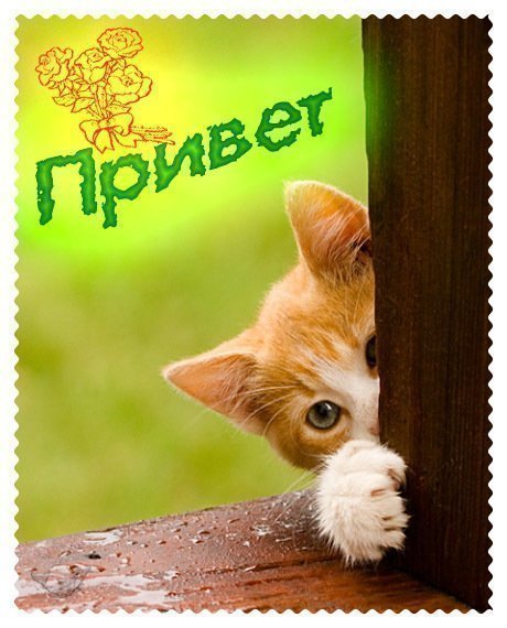 Света Алянская