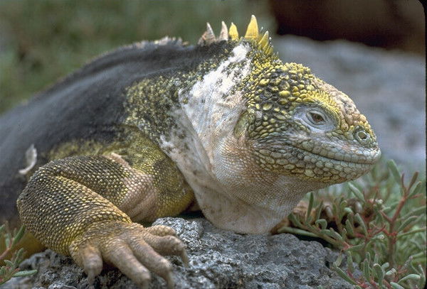 Сеня Горбунков