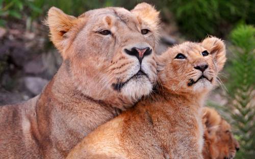 Ирина Константинова