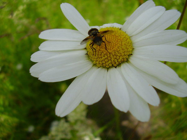 Елена Сквернюк