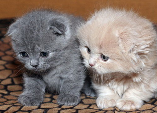 Оксана Лисина