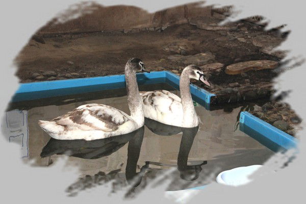 Прогимназия Кристаллик