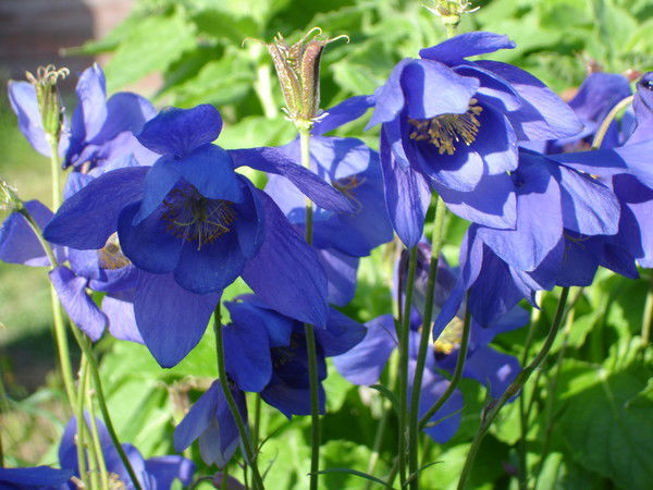 Вера Владимировна