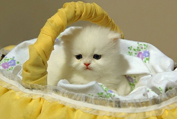 Татьяна Нмл