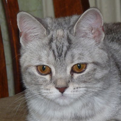 Тимур Мухамадеев