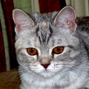 Тимур Мухамадеев