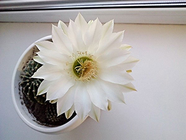 Зульфия Туртбаева