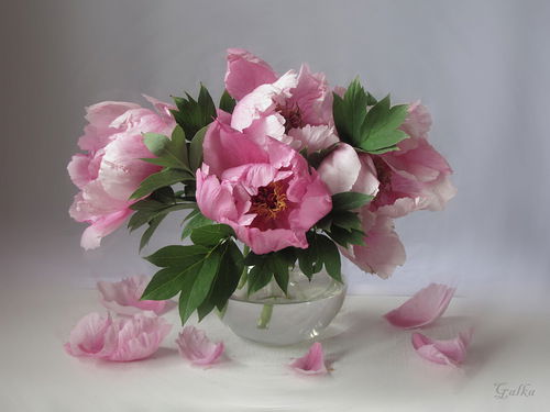 Елена Рахматуллина