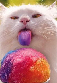 Даниил Чеканов