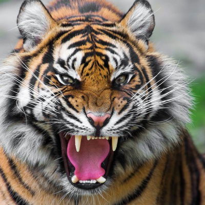 Илья Велькер