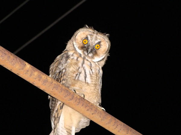 Игорь Некрасов