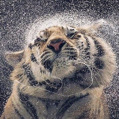 Незнакомка Незнакомка