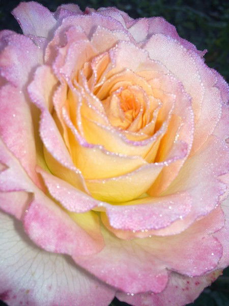 Венера Гареева