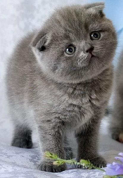 Людмила Набойченко