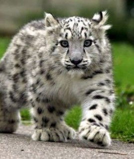 Олечка Бондаренко