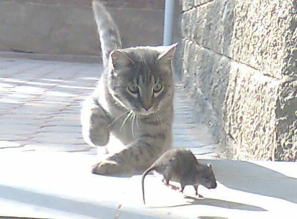 Dinara Nurmuhametova