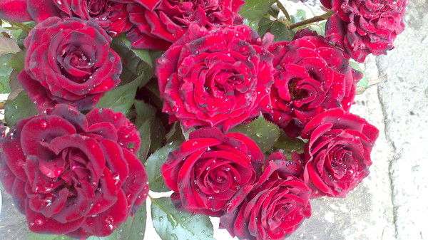 Наталья Конкина