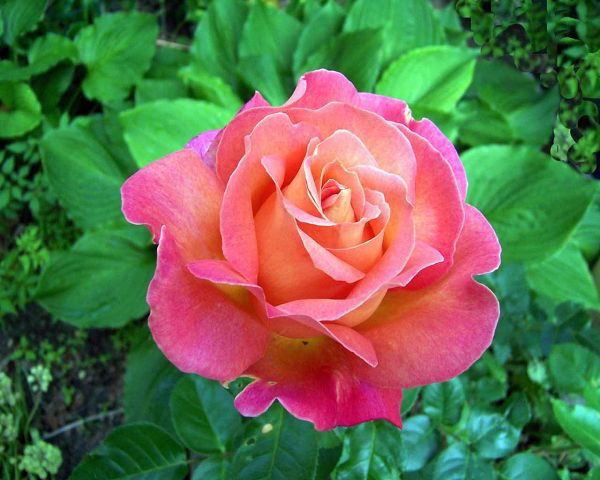 Антонина Посмитюха