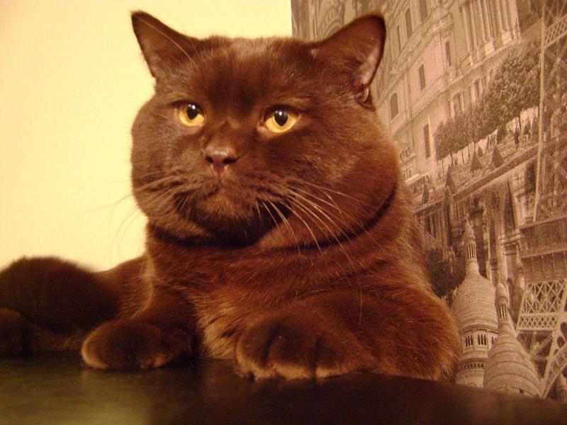 Александр Браун