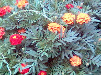 Наталья Коваль