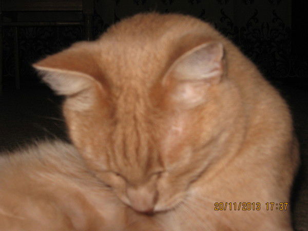 Ирина Базунова